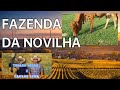 FAZENDA DA NOVILHA {THIAGO VIOLA E CARLOS LIMA}