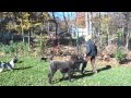 Dog Obedience Group, Wallkill, NY 845-430-1764 Dog Obedience Group, Wallkill, NY 845-430-1764