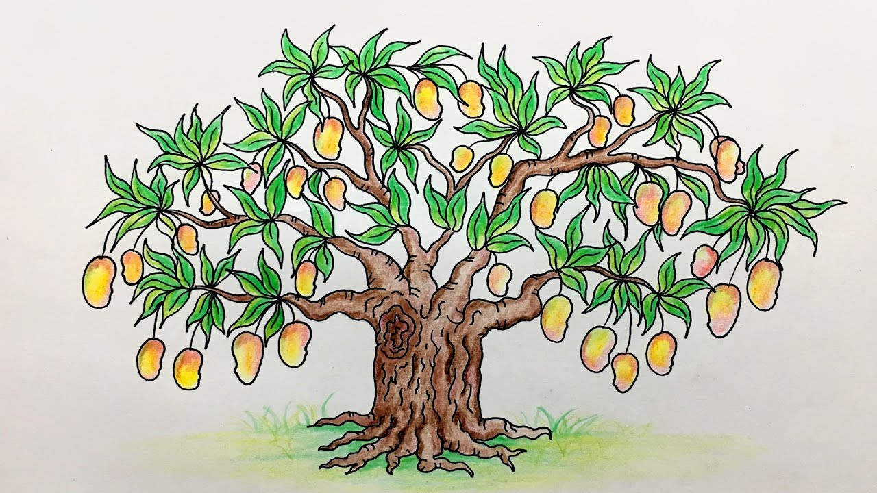 How to Mango Tree Drawing /Mango tree for kids step by ...