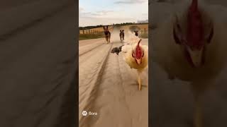 Куриный бег