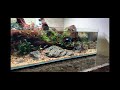 Planted shallow  low tech betta aquascape tutorial