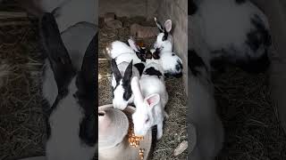 New Rabbits #animals #rabbit #bunny #cuterabbit #shortsvideo #petrabbit #catcute #animal #cat #cute