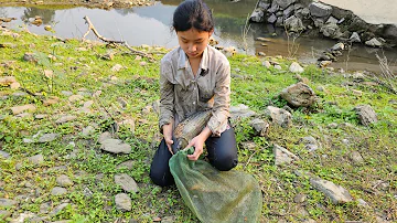 An orphan girl - wandering for a living, was lucky enough to encounter a huge school of carp