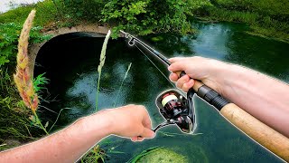 Exploring SHORE FISHING In Minnesota! (Smallmouth, Walleye, Crappies, and more!)