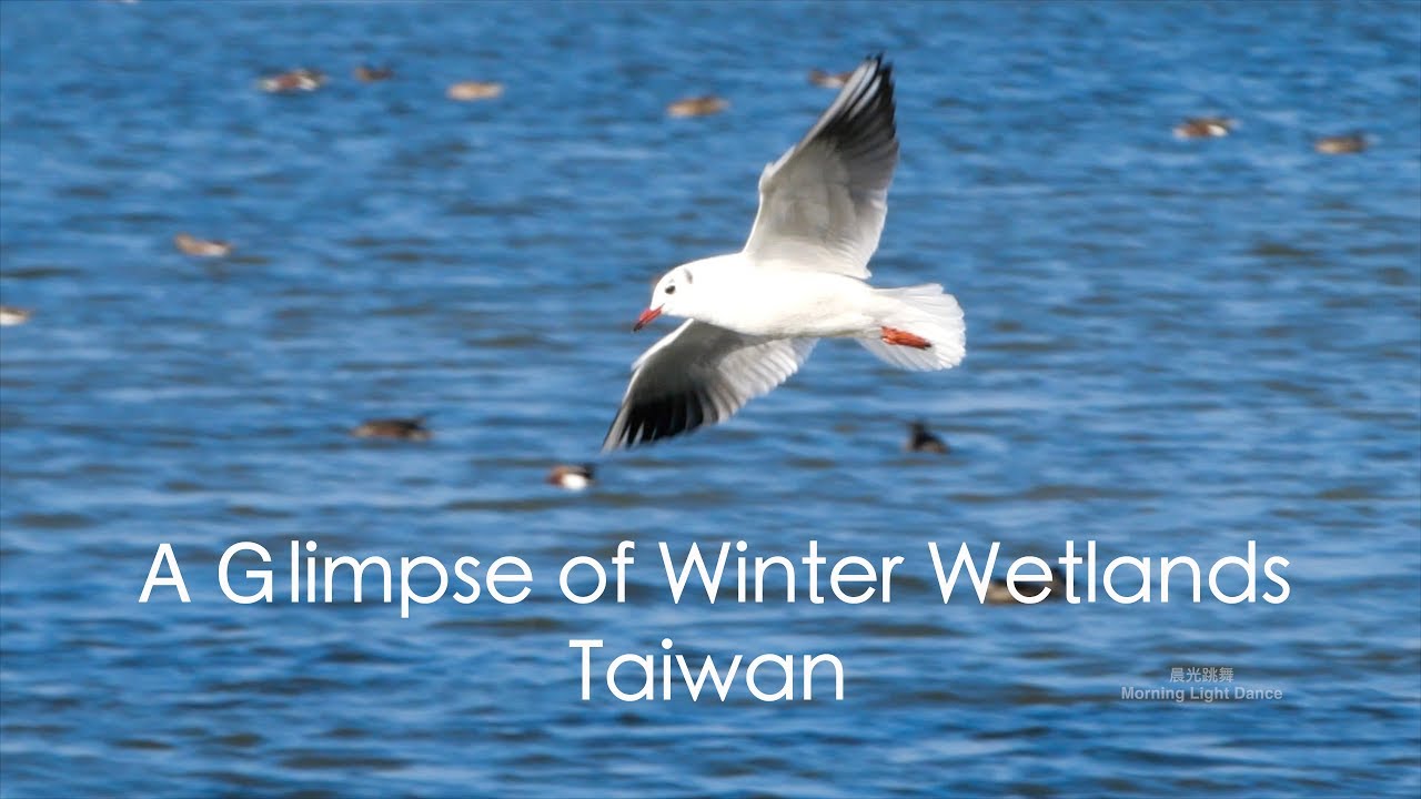 A Glimpse of Winter Wetlands 冬日濕地印象 - 布袋濕地 鰲鼓濕地【4K】