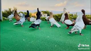 الحمام ليس مجرد هواية انه العشق و الادمان صلو على رسول الله.    Birds   pigeons