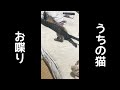 お話しが大好きな猫。