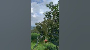 Mắc khén (tiêu rừng) loại gia vị ít người biết