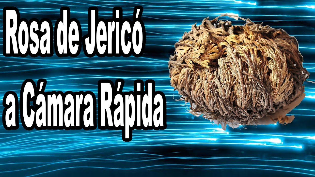 Rosa de Jericó, Cuidados de la Planta - YouTube