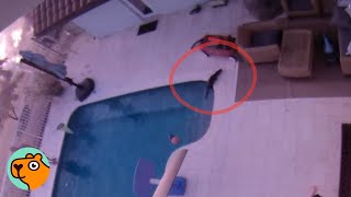 Ring Camera Catches Otter In A Mans Pool. What Happened Next Will Shock You Cuddle Buddies