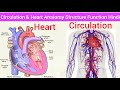 Heart and circulation anatomy physiology structure function location layers hindi  transport system