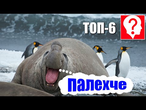 Топ-6 птиц, которые не умеют летать