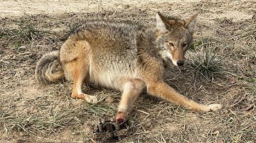 Checking The Trapline...Trapping Indiana Coyotes 1/8/22