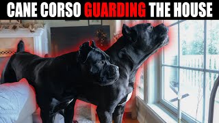 Cane Corso guarding house