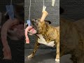 MUKBANG ASMR Dog eating Raw Meats ＆ bones  【American Bully】#shorts