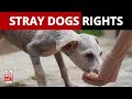 Delhi high court stray dogs have right to food  newsmo