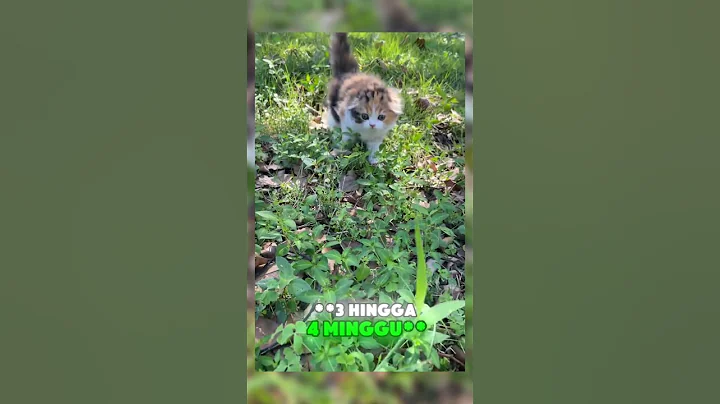 Video 7928161: kucing scottish fold, cute scottish fold cat, cats catlover kucing