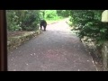 Conservation Clips - Bear Visit