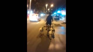 Pits bull puxando bike - Pit bulls pulling bike