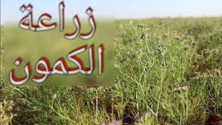 مواعيد زراعة الكمون وطريقة زراعته