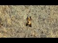 Молодой медведь гуляет в лесу | Noor karu jalutab metsas | A young bear walks in the forest