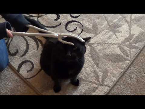 Black Cat Vs SKELETON Hands!
