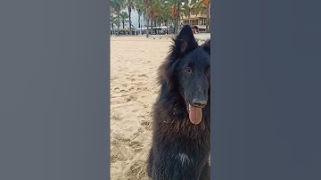 Belgian shepherd Groenendael