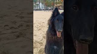 Belgian shepherd Groenendael