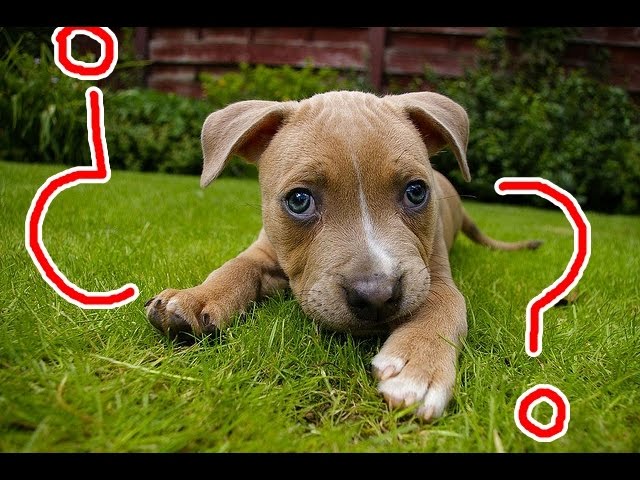 Como Saber Si Mi Cachorro Es Pitbull O Bully Diferencias Youtube Como Saber Si Mi Cachorro Es Pitbull O Bully Diferencias Youtube