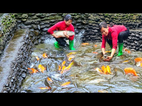 How the girl came up with the idea of making a shelter for fish to breed