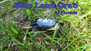 Blue Land Crabs in Florida