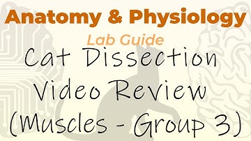 Cat Dissection - Muscles - Video Review Group 3 (Muscles of the Abdominal Wall)