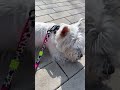 В полном видео рассказываю про самые топовые покупки для собаки 🐶🛍️