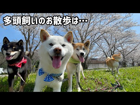 柴犬4匹のお散歩はどんちゃん騒ぎ!家族の円陣頻発でお散歩が前に進みません...w
