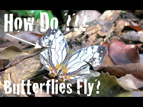 How do butterflies fly?