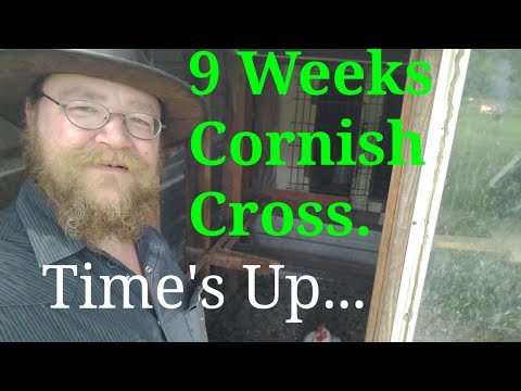 processing meat chickens at home Cornish Cross Week 9 Time To Process ( Not Graphic)
