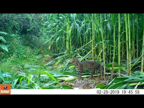 Gato do mato -Progresso RS