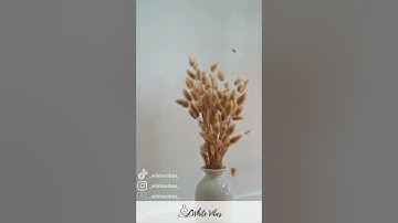 Harmony in White: Serenity in Simplicity