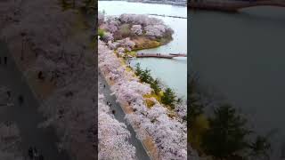 Springtime Perfection Captured #viral #satisfying #aesthetic