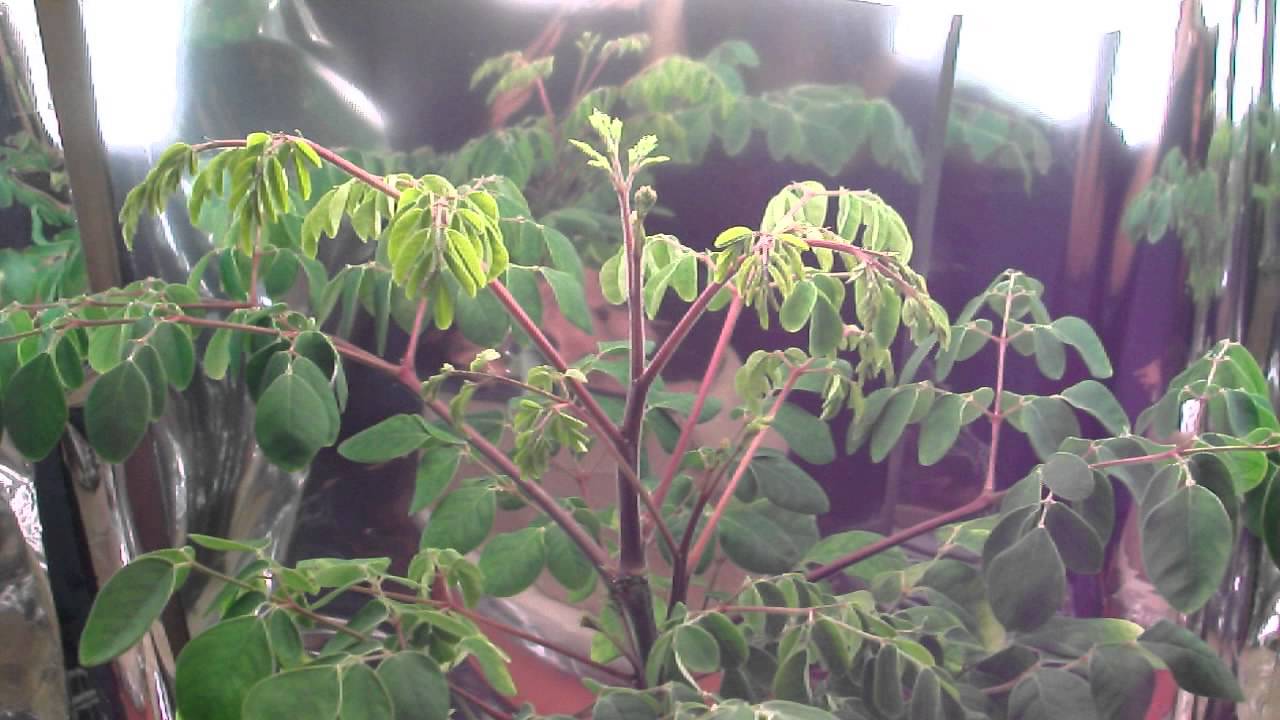 Moringa Oleifera Indoor Grow - Plant 2 - YouTube