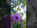 என்ன ஒரு அழகுபா | மாலை நேரத்தில் பூக்கும் பூக்கள் |  Terrace Garden Update  | madi Thottam #shorts