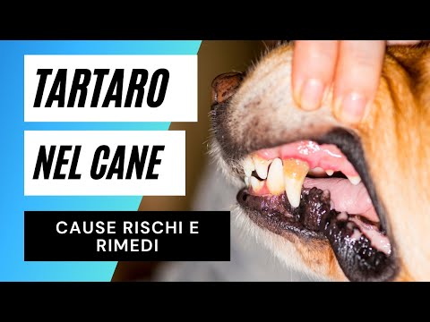Video: Il mio cane è troppo vecchio per una pulizia dentale?