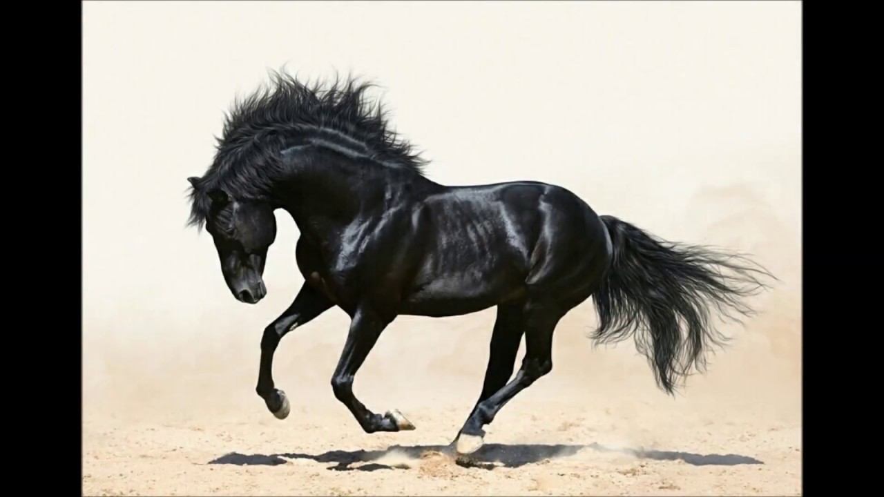 الكل جزيرة ستيوارت معدات الملعب  خيل عربي اصيل : مجموعة من الخيول الاصيلة ذات اللون الاسود الجذاب والمثير black  horses - YouTube