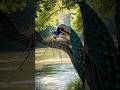 The story of a peacock's suffering😭 #viral #facts #shorts #ai#ytshorts