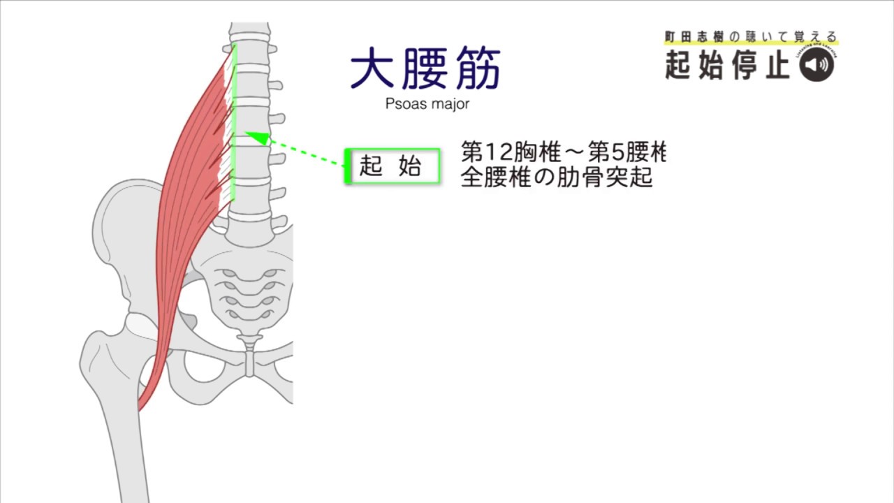 町田志樹の聴いて覚える起始停止 リスニング動画サンプル 大腰筋 Youtube 町田志樹の聴いて覚える起始停止 リスニング動画サンプル 大腰筋 Youtube