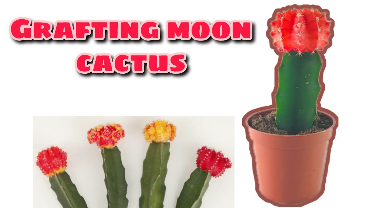 MOON CACTUS GRAFTING YouTube
