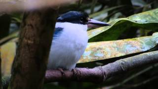 Burgers Zoo Mangrove Eco-Display