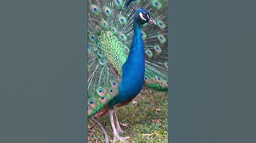 Thumbnail of Peacock with its wings #shorts #beautiful #viral