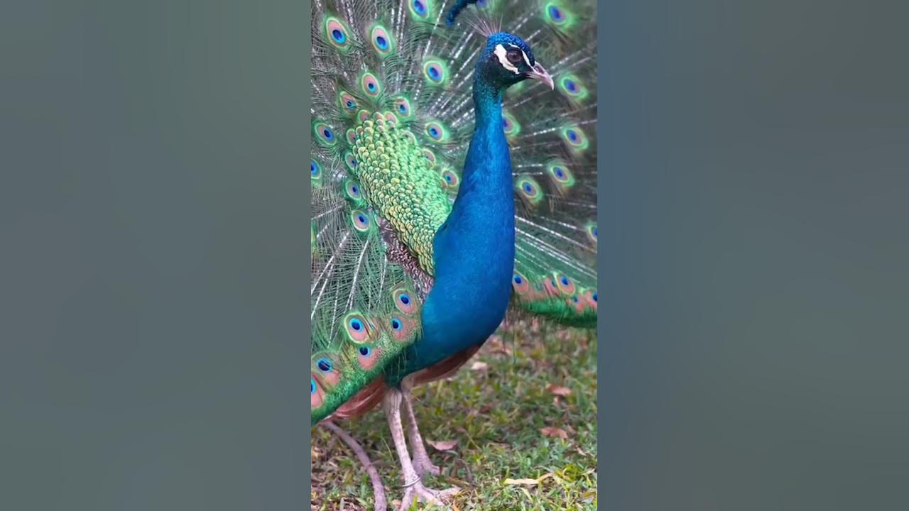Peacock with its wings #shorts #beautiful #viral Peacock with its wings #shorts #beautiful #viral