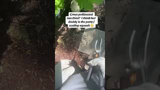 Cross Pollinated Squashmyveggiegarden garden squash6iiboss